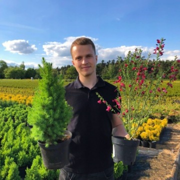 Плетистая гортензия (Hydrangea petiolaris) — ПЛЕТИСТАЯ И ЦВЕТУЩАЯ P9