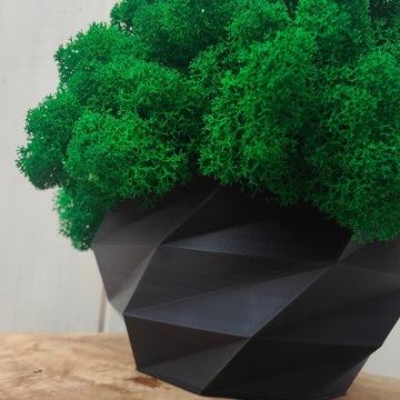 Вазон с мхом хроботек, 18 см, мох хроботек в черном горшке, 3D печать