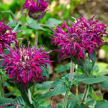 Monarda Pysznogłówka cytrynowa nasiona 0.1g
