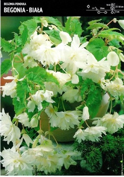 Cebulka Begonia Pendula biała 1 szt
