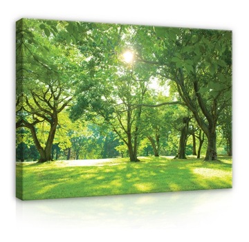 Obraz DRZEWA ZIELONY NATURA Nowoczesny Duży 100x70
