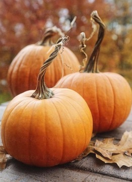 DYNIA OLBRZYMIA BIG MAX gigant HALLOWEEN NASIONA