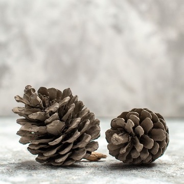 100 szt Szyszki NATURALNE SOSNOWE Suszone Dekoracyjne do Choinki Wianków