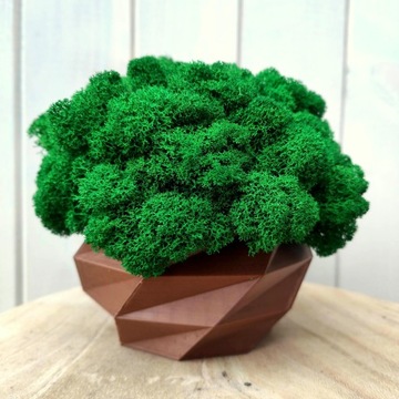 Doniczka z mchem chrobotkiem MECH CHROBOTEK w doniczce brązowa druk 3d