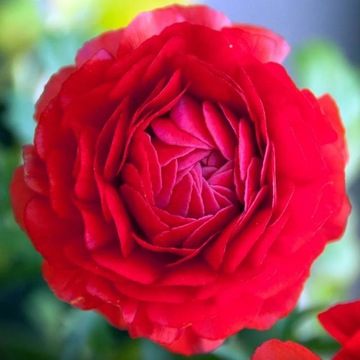 Ranunculus jaskier czerwony 5 szt.