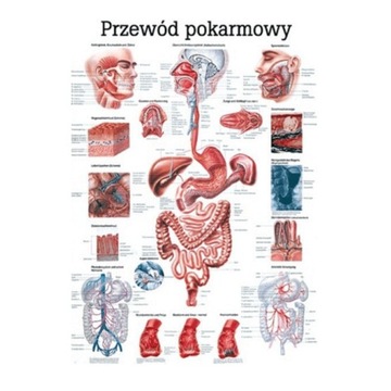TABLICA ANATOMICZNA NIELAMINOWANA PRZEWÓD POKARMOWY 70CM X 100CM