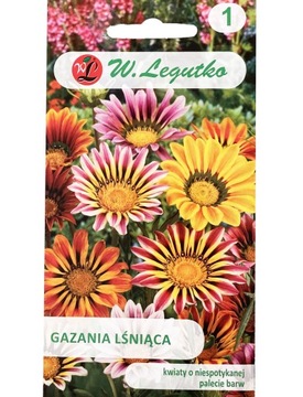 GAZANIA PIĘKNE KWIATY MIX SŁONECZNA ROŚLINA