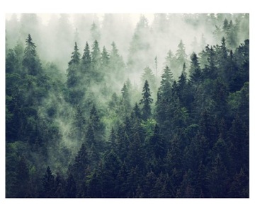 Fototapeta 368x280cm Mgliste wzgórza i las