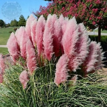 Саженец Розовый PAMPASS GRASS DORNAMENTAL CORTADERIA P9