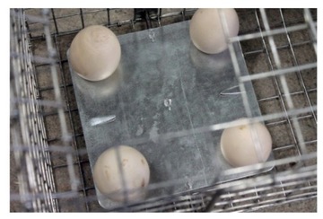 ЭФФЕКТИВНАЯ ТЕПЛОВАЯ ЛОВУШКА ДЛЯ КУЗНИЦЫ КРЫСЫ НОРКИ ЛОВУШКИ