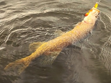 Набор Savage Gear Cannibal Ripper 8 см для щуки, 18 предметов - классический