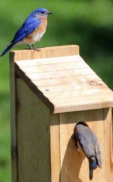 NEST BOX ОТЕЛЬ BIRD HOUSE JERZYK SZPAK 5