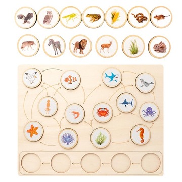 Montessori Toys Life Cycle Tray Flash Cards Growth Stage Educational Sqaure