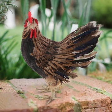 2 . Реалистичная Реалистичная статуя курицы