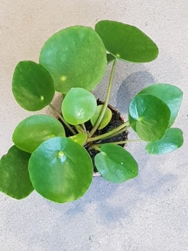 Pilea peperomioides Pieniążek