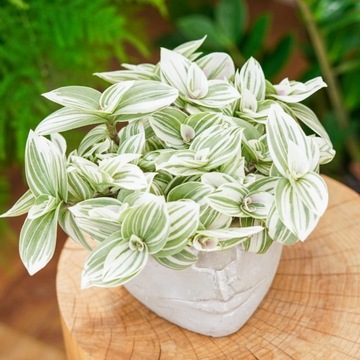 Tradescantia 'Brightness' TRZYKROTKA PASIASTA Delikatnie Różowe Ulistnienie