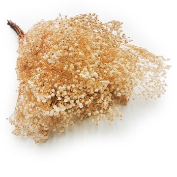 Gipsówka Stabilizowana Premium - (gypsophila) - Kremowa