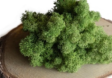 Олений крабовый мох СМЕСЬ 4 ПРЕМИУМ ЦВЕТОВ