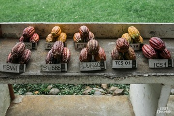 Какао-порошок Fino de Aroma натуральный 22% 1 кг неалкализированный Колумбия
