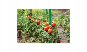 Опорный столб для растений томатов 150см 10с.