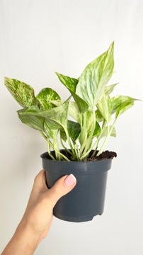 Epipremnum marble queen (złociste)