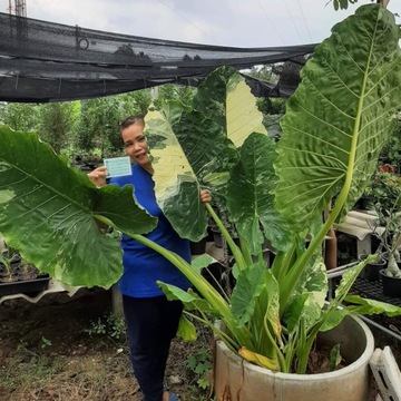 Colocasia , Kolokazja, Kleśnica 1szt
