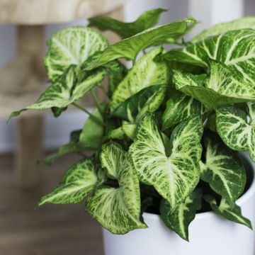 Syngonium ARROW o wzorzystych liściach
