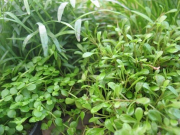 == 6== шт КОРЗИНКИ Аквариумные растения для аквариума имеют этикетки с названиями.