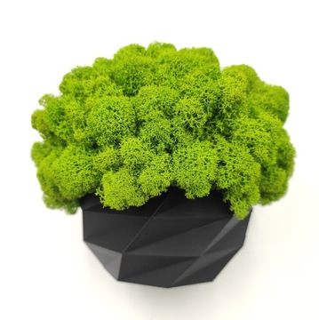 Doniczka z mchem chrobotkiem 18cm MECH CHROBOTEK w doniczce czarna druk 3d