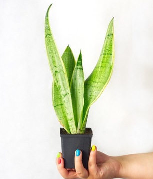 Sansevieria trifasciata 'PEARL YOUNG' srebrzysata zieleń Sansewieria roz. S