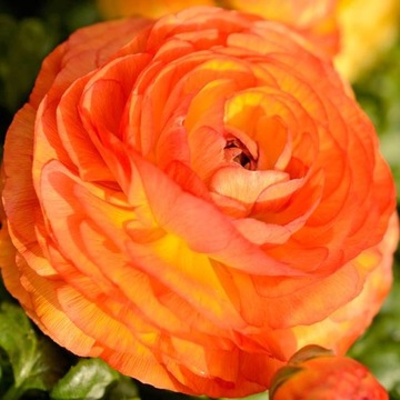 Ranunculus jaskier pomarańczowy 5 szt.