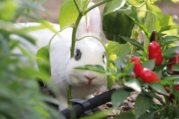 ШПИЛЬКИ ДЛЯ КАПЕЛЬНОЙ ЛИНИИ для ирригационного шланга 16 мм 100 шт.