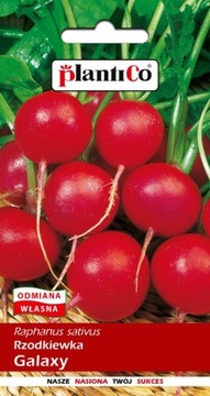 Ящик для гербария Warzywniak ECO 200x100x18 + семена овощей + перчатки