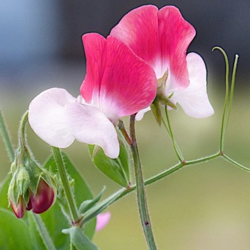 GROSZEK RÓŻOWY PINK CUPID PACHNĄCY NASIONA 1g