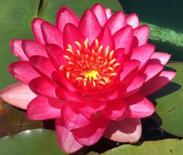 Lilia wodna Nymphaea Manee Red Wodne Rośliny
