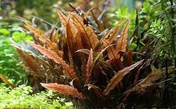 Cryptocoryne Rubella - koszyk
