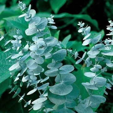 Eukaliptus popielaty Silver Dollar sadzonka