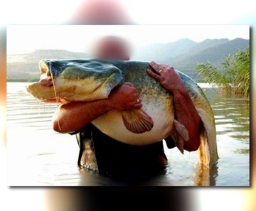 Misstrall Catfish x8 / 0,70 мм / 300 м.