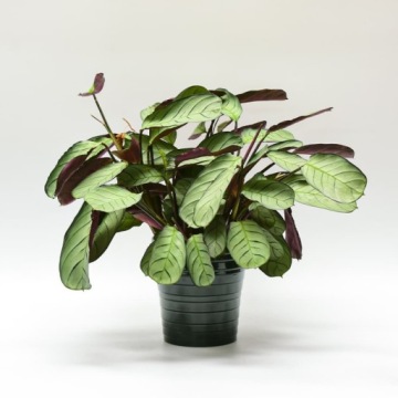 Керамический корпус Кольца