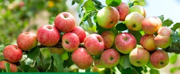 KOBE 20 SP 80G ТЛЯ ВРЕДИТЕЛИ КЛУБНИКИ ОВОЩИ ФРУКТЫ