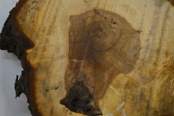 Срез каштана 58х49см Толщина: 7 см для смол