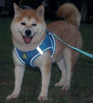 Ненапорная шлейка для средней собаки + поводок размера L.