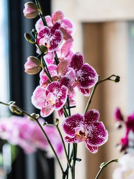 Почвенный субстрат BIOVITA 3л для орхидей