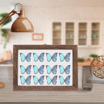 Pudełko na okazy owadów do terrarium