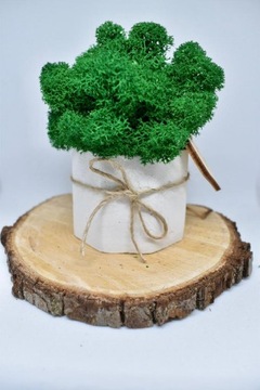 Мини-малиновый лес в белом бетонном горшке.