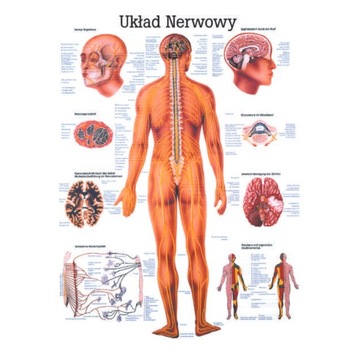 TABLICA ANATOMICZNA LAMINOWANA UKŁAD NERWOWY PL ANATOMIA