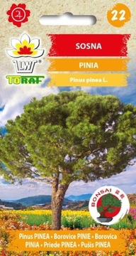 SOSNA PINIA 10 SZT BONSAI EXOTIC HOBBY