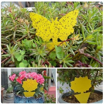 24 НАБОРА YELLOW POT PARTY для земляных комаров, тли, плодовых мух, насекомых