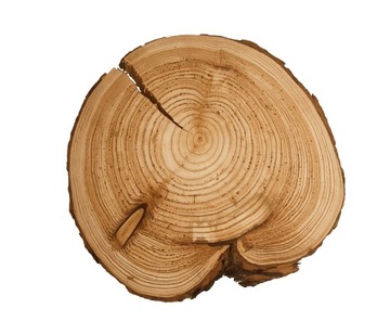 PLASTER DREWNA UNIKAT 25-30cm Z KORĄ 132258