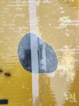 Apikand z PYŁKIEM 1kg x10 ciasto POKARM dla pszczół PYŁEK ciasto